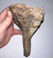 Load image into Gallery viewer, Ice Age Fossil Woolly Mammoth Molar 5.53 Inches from Siberia