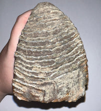 Load image into Gallery viewer, Ice Age Fossil Woolly Mammoth Molar 5.53 Inches from Siberia