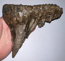 Load image into Gallery viewer, Ice Age Fossil Woolly Mammoth Molar 5.87 Inches from Siberia