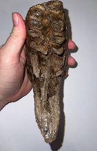 Load image into Gallery viewer, Ice Age Fossil Woolly Mammoth Molar 5.87 Inches from Siberia