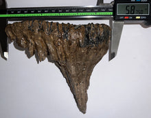 Load image into Gallery viewer, Ice Age Fossil Woolly Mammoth Molar 5.87 Inches from Siberia