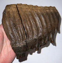 Load image into Gallery viewer, Ice Age Fossil Woolly Mammoth Molar 5.34 Inches from Siberia