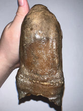 Load image into Gallery viewer, Ice Age Fossil Woolly Mammoth Molar 5.34 Inches from Siberia