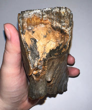 Load image into Gallery viewer, Ice Age Fossil Woolly Mammoth Molar 5.34 Inches from Siberia