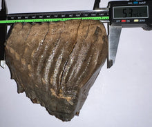 Load image into Gallery viewer, Ice Age Fossil Woolly Mammoth Molar 5.34 Inches from Siberia