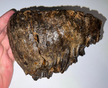 Load image into Gallery viewer, Ice Age Fossil Woolly Mammoth Molar 6.96 Inches from Siberia