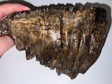 Load image into Gallery viewer, Ice Age Fossil Woolly Mammoth Molar 6.96 Inches from Siberia