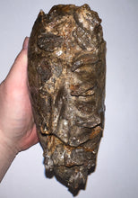 Load image into Gallery viewer, Ice Age Fossil Woolly Mammoth Molar 6.96 Inches from Siberia