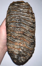 Load image into Gallery viewer, Ice Age Fossil Woolly Mammoth Molar 6.96 Inches from Siberia