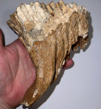Load image into Gallery viewer, Ice Age Fossil Woolly Mammoth Molar 5.52 Inches from Siberia