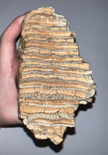 Load image into Gallery viewer, Ice Age Fossil Woolly Mammoth Molar 5.52 Inches from Siberia