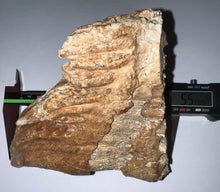 Load image into Gallery viewer, Ice Age Fossil Woolly Mammoth Molar 5.52 Inches from Siberia