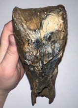 Load image into Gallery viewer, Ice Age Fossil Woolly Mammoth Molar 6.53 Inches from Siberia