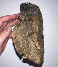 Load image into Gallery viewer, Ice Age Fossil Woolly Mammoth Molar 6.53 Inches from Siberia