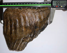 Load image into Gallery viewer, Ice Age Fossil Woolly Mammoth Molar 6.53 Inches from Siberia