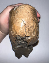 Load image into Gallery viewer, Large Ice Age Fossil Woolly Mammoth Molar 7.02 Inches from Siberia