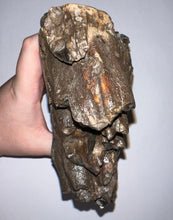Load image into Gallery viewer, Large Ice Age Fossil Woolly Mammoth Molar 7.02 Inches from Siberia
