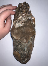 Load image into Gallery viewer, Large Ice Age Fossil Woolly Mammoth Molar 7.02 Inches from Siberia