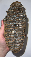 Load image into Gallery viewer, Large Ice Age Fossil Woolly Mammoth Molar 7.02 Inches from Siberia