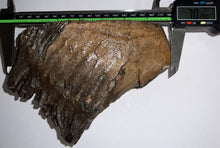 Load image into Gallery viewer, Large Ice Age Fossil Woolly Mammoth Molar 7.02 Inches from Siberia
