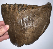 Load image into Gallery viewer, Large Ice Age Fossil Woolly Mammoth Molar 7.45 Inches from Siberia