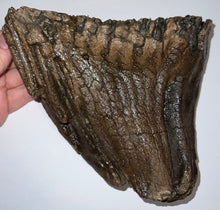 Load image into Gallery viewer, Large Ice Age Fossil Woolly Mammoth Molar 7.45 Inches from Siberia