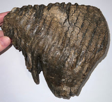 Load image into Gallery viewer, Large Ice Age Fossil Woolly Mammoth Molar 7.26 Inches from Siberia