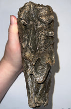 Load image into Gallery viewer, Large Ice Age Fossil Woolly Mammoth Molar 7.26 Inches from Siberia
