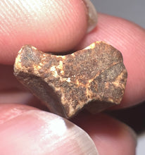 Load image into Gallery viewer, Framed Huge Triceratops type Ceratopsian Tooth .87 Inches