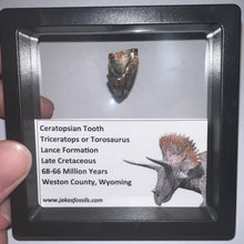 Load image into Gallery viewer, Framed Huge Triceratops type Ceratopsian Tooth .87 Inches