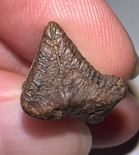 Load image into Gallery viewer, Framed Huge Triceratops type Ceratopsian Tooth .81 Inches