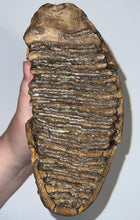 Load image into Gallery viewer, GEM Large Ice Age Fossil Woolly Mammoth Molar 7.64 Inches from Siberia