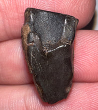 Load image into Gallery viewer, Framed Huge Triceratops type Ceratopsian Tooth .86 Inches