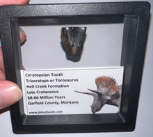 Load image into Gallery viewer, Framed Huge Triceratops type Ceratopsian Tooth .86 Inches