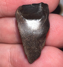 Load image into Gallery viewer, Framed Huge Triceratops type Ceratopsian Tooth .91 Inches