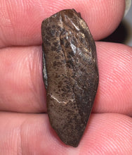 Load image into Gallery viewer, Framed Huge Triceratops type Ceratopsian Tooth .91 Inches