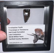 Load image into Gallery viewer, Framed Huge Triceratops type Ceratopsian Tooth .91 Inches