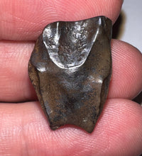 Load image into Gallery viewer, Framed Huge Triceratops type Ceratopsian Tooth .83 Inches
