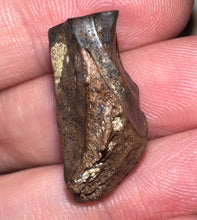 Load image into Gallery viewer, Framed HUGE Triceratops type Ceratopsian Tooth 1.01 Inches