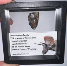 Load image into Gallery viewer, Framed HUGE Triceratops type Ceratopsian Tooth 1.01 Inches