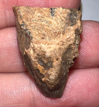 Load image into Gallery viewer, Framed HUGE Triceratops type Ceratopsian Tooth 1.12 Inches