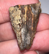 Load image into Gallery viewer, Framed HUGE Triceratops type Ceratopsian Tooth 1.12 Inches