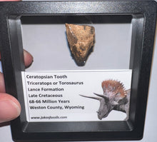 Load image into Gallery viewer, Framed HUGE Triceratops type Ceratopsian Tooth 1.12 Inches