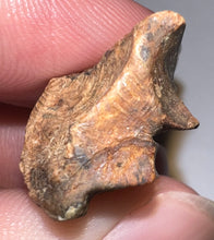 Load image into Gallery viewer, Framed HUGE Triceratops type Ceratopsian Tooth 1.12 Inches