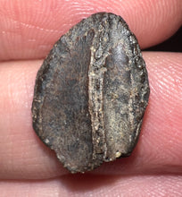 Load image into Gallery viewer, Triceratops type Ceratopsian Tooth Crown .7 Inches Lance Formation Wyoming