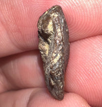 Load image into Gallery viewer, Triceratops type Ceratopsian Tooth Crown .7 Inches Lance Formation Wyoming