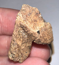 Load image into Gallery viewer, HUGE Triceratops type Ceratopsian Tooth 1.03 Inches