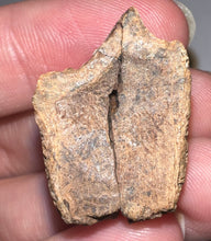 Load image into Gallery viewer, HUGE Triceratops type Ceratopsian Tooth 1.03 Inches