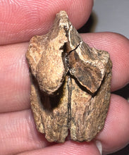 Load image into Gallery viewer, HUGE Triceratops type Ceratopsian Tooth 1.03 Inches
