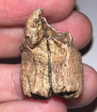 Load image into Gallery viewer, HUGE Triceratops type Ceratopsian Tooth 1.03 Inches